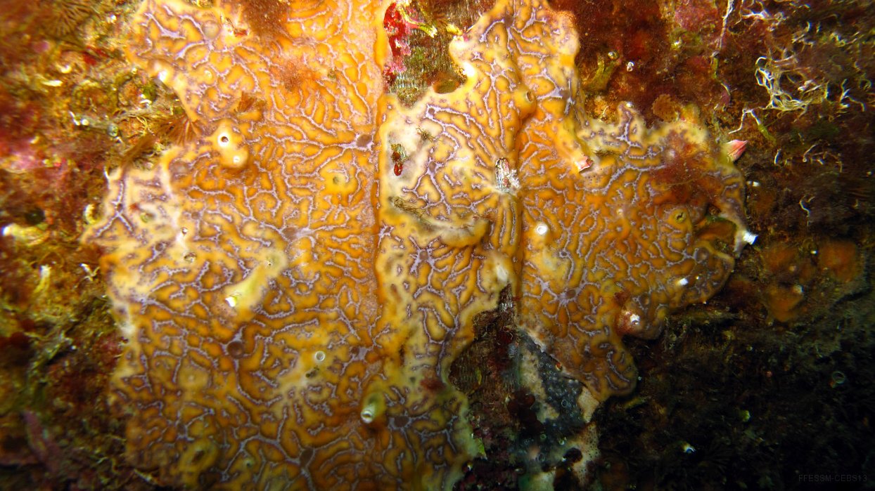 092 Didemne coriace (Didemnum coriaceum).JPG - Didemne coriace (Didemnum coriaceum) : Coloration extrêmement variable. Ressemble à une éponge encroûtante mais consistance plus dure et présence de très nombreux petits pores